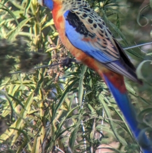 Platycercus elegans flaveolus at Mundarlo, NSW - suppressed