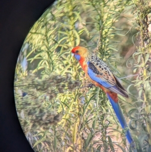 Platycercus elegans flaveolus at Mundarlo, NSW - suppressed