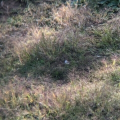 Stizoptera bichenovii (Double-barred Finch) at Mundarlo, NSW - 20 Apr 2023 by Darcy