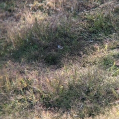 Stizoptera bichenovii at Mundarlo, NSW - suppressed