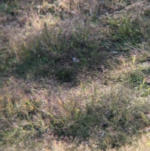 Stizoptera bichenovii at Mundarlo, NSW - suppressed