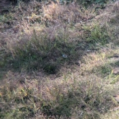 Stizoptera bichenovii at Mundarlo, NSW - suppressed