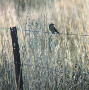 Petroica phoenicea at Book Book, NSW - suppressed