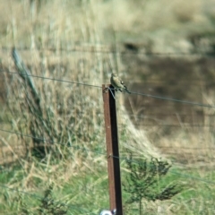 Petroica phoenicea at suppressed - 21 Apr 2023
