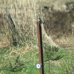 Petroica phoenicea at Book Book, NSW - suppressed