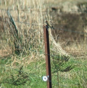 Petroica phoenicea at Book Book, NSW - suppressed