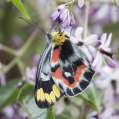 Delias harpalyce (Imperial Jezebel) at Michelago, NSW - 29 Nov 2021 by Illilanga