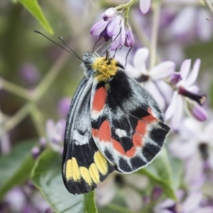 Delias harpalyce at Michelago, NSW - 29 Nov 2021