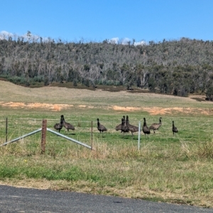 Dromaius novaehollandiae (Emu) at Nariel Valley, VIC by Darcy