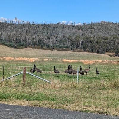 Dromaius novaehollandiae (Emu) at Nariel Valley, VIC - 22 Apr 2023 by Darcy