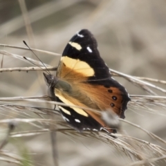 Vanessa itea (Yellow Admiral) at Michelago, NSW - 7 Feb 2022 by Illilanga