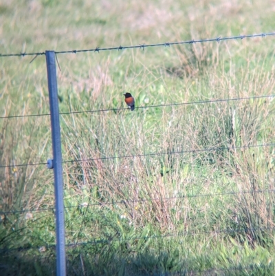 Petroica boodang (Scarlet Robin) at Cudgewa, VIC - 22 Apr 2023 by Darcy