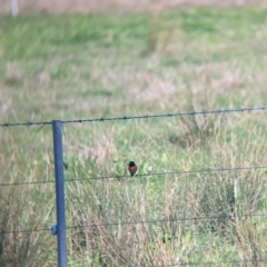 Petroica boodang at Cudgewa, VIC - 22 Apr 2023