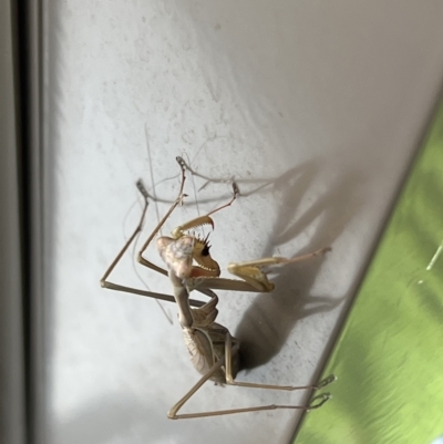 Pseudomantis albofimbriata (False garden mantis) at ANBG - 21 Apr 2023 by JimL