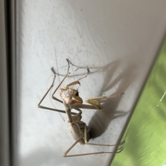 Pseudomantis albofimbriata (False garden mantis) at Acton, ACT - 21 Apr 2023 by JimL