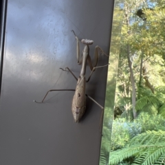 Pseudomantis albofimbriata at Acton, ACT - 21 Apr 2023 01:50 PM