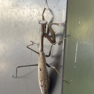 Pseudomantis albofimbriata at Acton, ACT - 21 Apr 2023