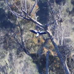 Gymnorhina tibicen (Australian Magpie) at Molonglo River Reserve - 21 Apr 2023 by JimL