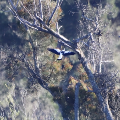 Gymnorhina tibicen (Australian Magpie) at Molonglo River Reserve - 21 Apr 2023 by JimL