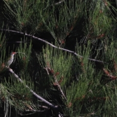 Casuarina cunninghamiana subsp. cunninghamiana (River She-Oak, River Oak) at Molonglo River Reserve - 21 Apr 2023 by JimL