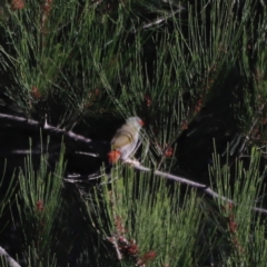 Casuarina cunninghamiana subsp. cunninghamiana at Molonglo Valley, ACT - 22 Apr 2023 09:16 AM