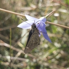 Trapezites luteus (Yellow Ochre, Rare White-spot Skipper) at Michelago, NSW - 13 Feb 2022 by Illilanga