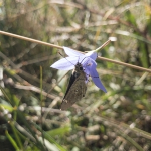 Trapezites luteus at Michelago, NSW - 13 Feb 2022 04:30 PM