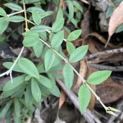 Bossiaea kiamensis at Budawang, NSW - 11 Mar 2023 by Ned_Johnston