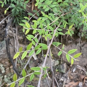 Bossiaea kiamensis at Budawang, NSW - 12 Mar 2023