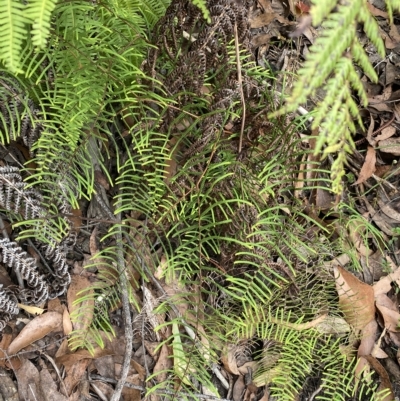Gleichenia microphylla (Scrambling Coral Fern) at Budawang, NSW - 12 Mar 2023 by NedJohnston