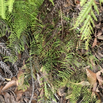 Gleichenia microphylla (Scrambling Coral Fern) at QPRC LGA - 11 Mar 2023 by Ned_Johnston