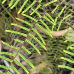 Gleichenia microphylla at Budawang, NSW - suppressed