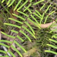 Gleichenia microphylla at Budawang, NSW - 12 Mar 2023