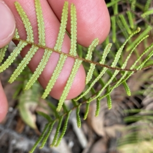 Gleichenia microphylla at Budawang, NSW - 12 Mar 2023