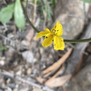 Goodenia bellidifolia subsp. bellidifolia at Budawang, NSW - 12 Mar 2023