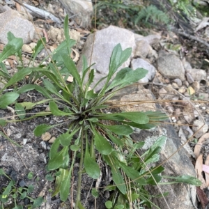 Goodenia bellidifolia subsp. bellidifolia at Budawang, NSW - 12 Mar 2023