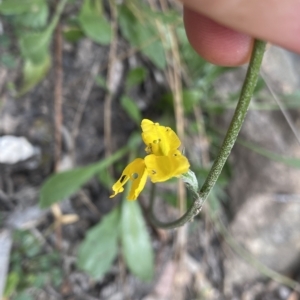 Goodenia bellidifolia subsp. bellidifolia at Budawang, NSW - 12 Mar 2023 10:14 AM