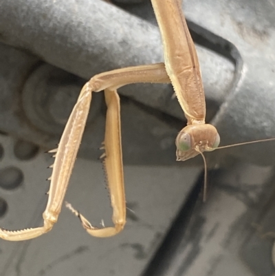 Mantidae (family) adult or nymph at Dickson, ACT - 3 Mar 2023 by NedJohnston