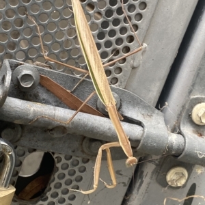 Mantidae (family) adult or nymph at Dickson, ACT - 3 Mar 2023