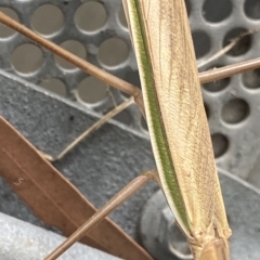 Mantidae (family) adult or nymph at Dickson, ACT - 3 Mar 2023