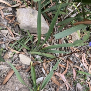 Dianella longifolia at Budawang, NSW - 12 Mar 2023