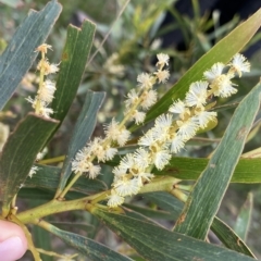 Acacia obtusifolia (Blunt-leaf Wattle) at Budawang, NSW - 12 Mar 2023 by NedJohnston