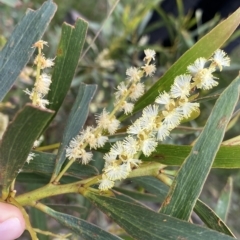 Acacia obtusifolia (Blunt leaf Wattle) at Budawang, NSW - 11 Mar 2023 by Ned_Johnston
