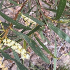 Acacia obtusifolia at Budawang, NSW - 12 Mar 2023