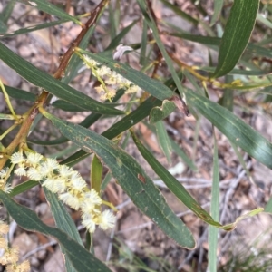 Acacia obtusifolia at Budawang, NSW - 12 Mar 2023