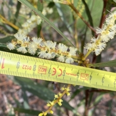 Acacia obtusifolia at Budawang, NSW - 12 Mar 2023