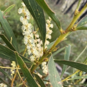 Acacia obtusifolia at Budawang, NSW - 12 Mar 2023