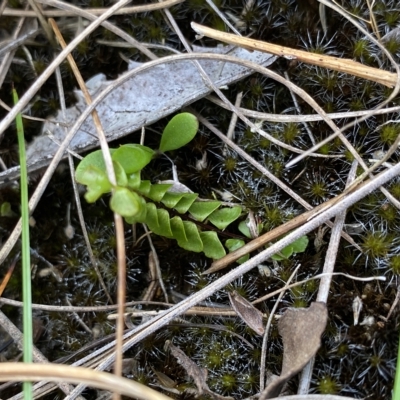 Lindsaea linearis (Screw Fern) at Budawang, NSW - 12 Mar 2023 by NedJohnston