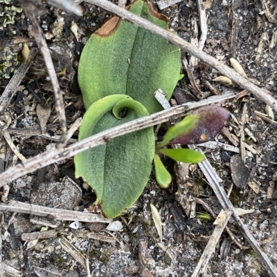 Chiloglottis sp. (A Bird/Wasp Orchid) at Budawang, NSW - 12 Mar 2023 by NedJohnston