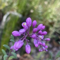 Comesperma ericinum (Heath Milkwort) at Budawang, NSW - 12 Mar 2023 by NedJohnston